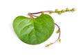 Basella alba or including Malabar spinach, vine spinach, and Ceylon spinach. Isolated on white background Royalty Free Stock Photo