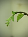 Basella alba Malabar spinach Royalty Free Stock Photo