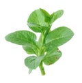 Basella Alba Malabar Spinach isolated on white background.