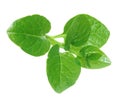 Basella Alba Malabar Spinach isolated on white background