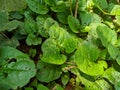 Basella Rubra, Malabar Spinach, Ceylon Spinach, Indian Spinach, Malabar Nightshade, Vine Spinach Royalty Free Stock Photo