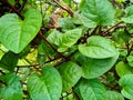 Basella Rubra, Malabar Spinach, Ceylon Spinach, Indian Spinach Royalty Free Stock Photo