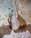 Basement spider with huge egg in Bruzella district of Mendrisio Ticino