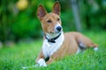 Basenji Royalty Free Stock Photo