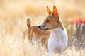 Basenji Royalty Free Stock Photo