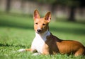 Basenji