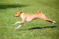 Basenji Royalty Free Stock Photo