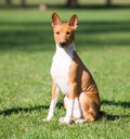 Basenji