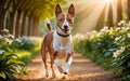 A lively and adorable Basenji dog is happily running in the garden!