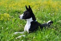 Basenji black dog on the grass Royalty Free Stock Photo