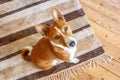 Basenji breed dog sitting on carpet wooden floor at home. Top view Royalty Free Stock Photo