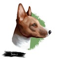 Basenji breed of hunting dog digital art illustration isolated on white. Profile portrait of ancient basal breed Basenji, cute