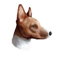 Basenji breed of hunting dog digital art illustration isolated on white. Profile portrait of ancient basal breed Basenji, cute
