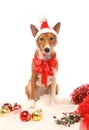 Basenji with christmass tree decorations. Royalty Free Stock Photo