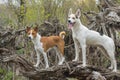 Basenji with cross-breed of hunting and northern dogs standing on a root of fallen tree Royalty Free Stock Photo