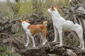 Basenji with cross-breed of hunting and northern dogs standing on a root of fallen tree Royalty Free Stock Photo