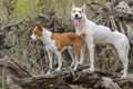 Basenji with cross-breed of hunting and northern dogs standing on a root of fallen tree Royalty Free Stock Photo