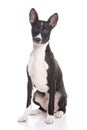 Basenji dog Royalty Free Stock Photo