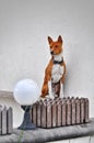 Basenji dog Royalty Free Stock Photo