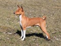 Basenji dog in the autumn garden