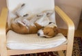 Basenji dog being in funny sleeping pose in the chair