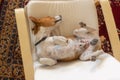 Basenji dog being in funny sleeping pose