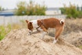 Dog being in hunting stage digging pile of sand while searching small rodents hiding there