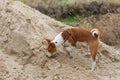 Basenji dog being in hunting stage while searching small rodents