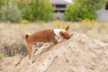 Basenji dog being in hunting stage while searching small rodents and digging them in big pile of sand