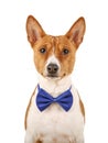 Basenji dog in a bow tie isolated on the white background Royalty Free Stock Photo
