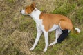 Basenji dog with broken bandaged hind feet