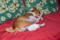 Basenji dog with broken bandaged hind feet lying on a sofa with thermometer in the anus