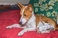 Basenji dog with broken bandaged hind feet resting on a sofa