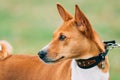 Basenji Dog Close Up Portrait. Basenji Kongo Terrier Dog. The Basenji Is A Breed Of Hunting Dog Royalty Free Stock Photo
