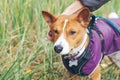 Basenji dog is dressed in pet clothes - violet color coat and special puppy harness is walking outdoors in nature