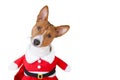 Basenji dog dressed in Santa Claus suit.