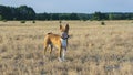 Basenji dog in a field in a muzzle for coursing. Royalty Free Stock Photo