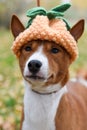 Basenji dog in a funny knitted hat pineapple