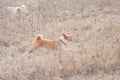 basenji dog galloping in wild grass while hunting outdoors