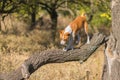 Basenji dog goes down to its troop from the leader's pedestal