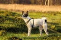 Basenji dog on a green field, full length photo Royalty Free Stock Photo