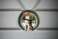 Basenji dog in harness sits in window