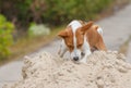 Basenji dog in hunting stage