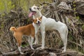 Basenji dog with its bigger friend Royalty Free Stock Photo