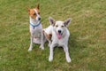 Basenji dog and its younger friend mixed breed dog resting together