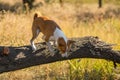 Basenji dog jumping off a fallen tree