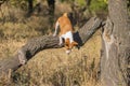 Basenji dog jumping off from nearest tree at fall forest Royalty Free Stock Photo