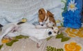 Basenji dog lick clean paw of mixed breed dog while resting a sofa