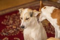 Basenji dog licking off the patient cross-breed dog