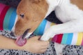 Basenji  dog lies on the girl`s legs, lick her hand Royalty Free Stock Photo